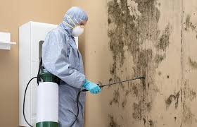 Mold Odor Removal Services in Whitewater, WI